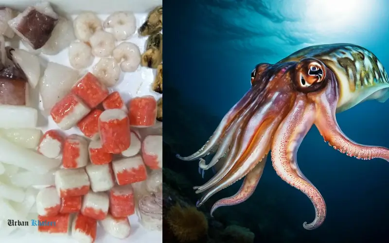 Squid and Cuttlefish