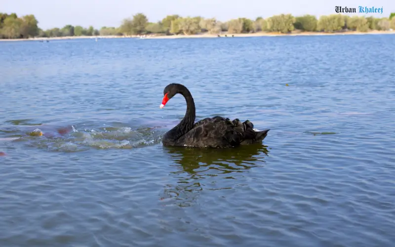 Al Qudra Duck and Swan Lake