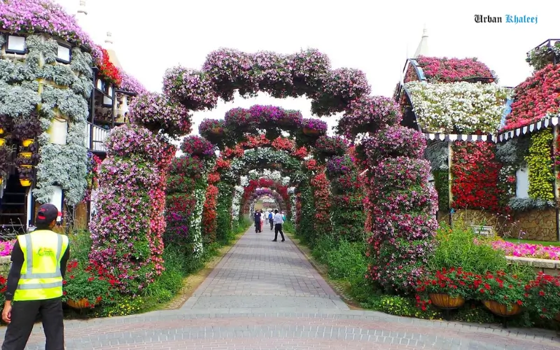 Outdoor Plants Garden