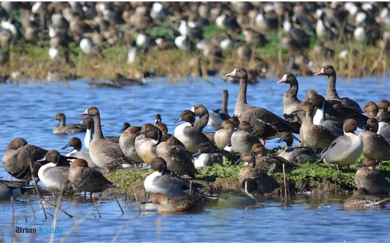 Wildlife at Al Qudra Duck and Swan Lake