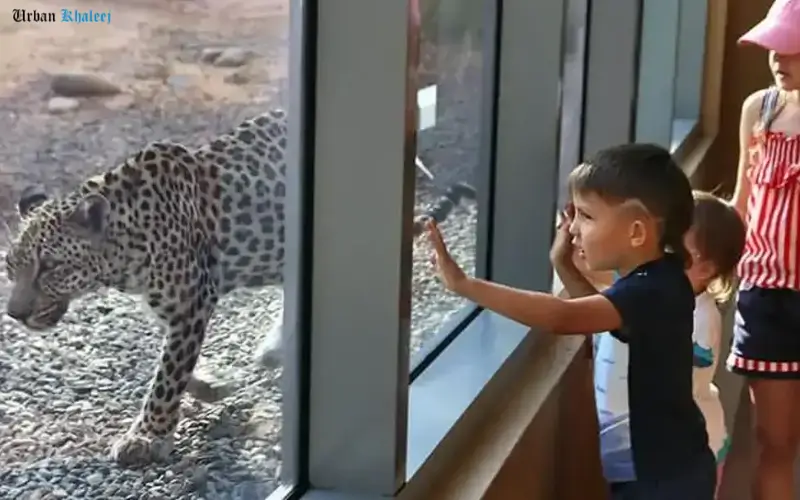 Indoor Viewing Experience