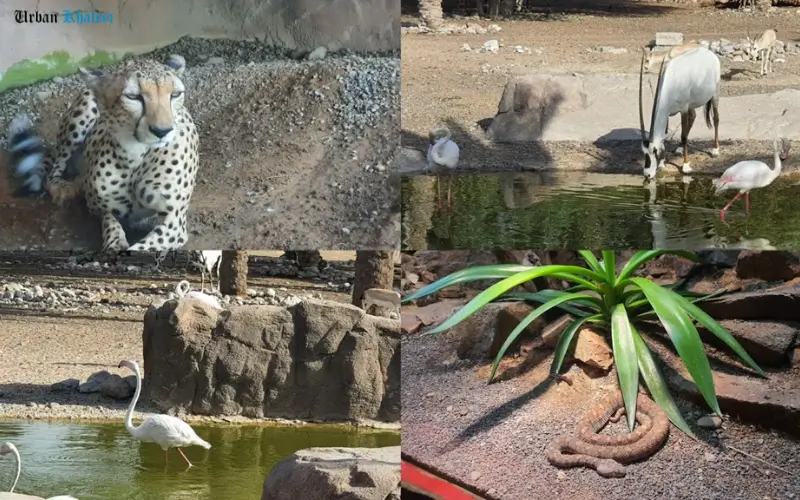 Arabian Wildlife Center animals