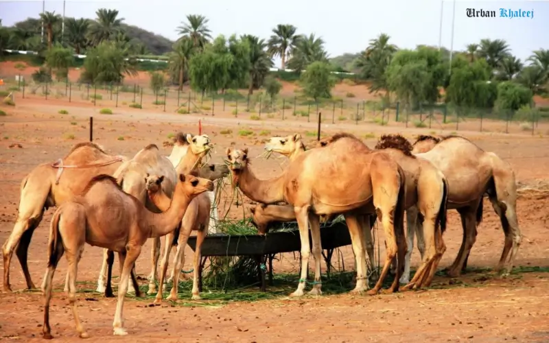 Mammals of the Arabian Desert