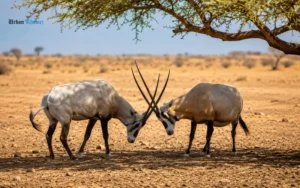 Wildlife and Animal Encounters